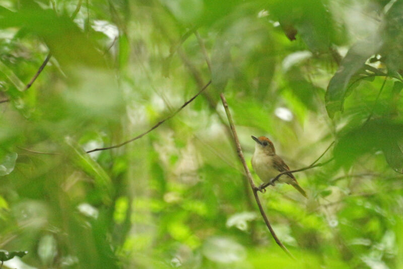 Rufous-capped Babbler