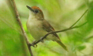 Rufous-capped Babbler