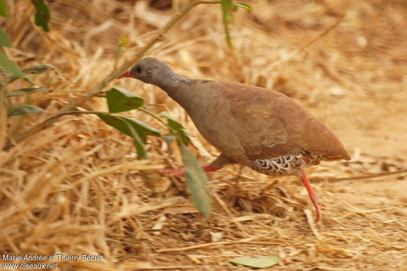 Tinamou à petit becadulte, identification