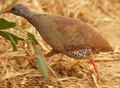 Small-billed Tinamou