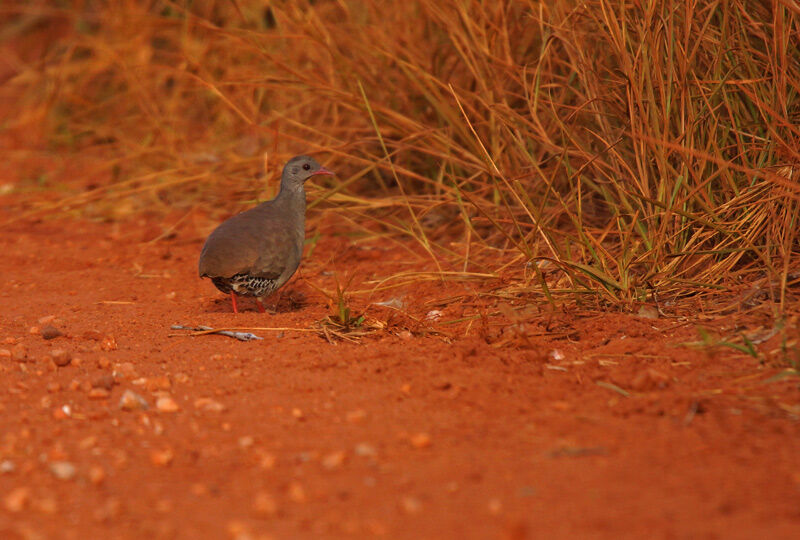 Tinamou à petit bec