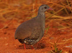 Small-billed Tinamou