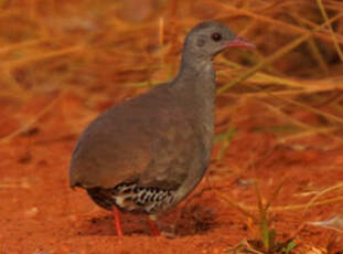 Tinamou à petit bec