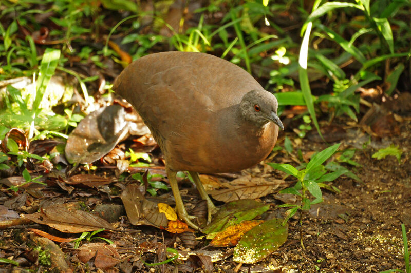 Tinamou brun