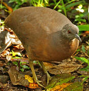 Brown Tinamou