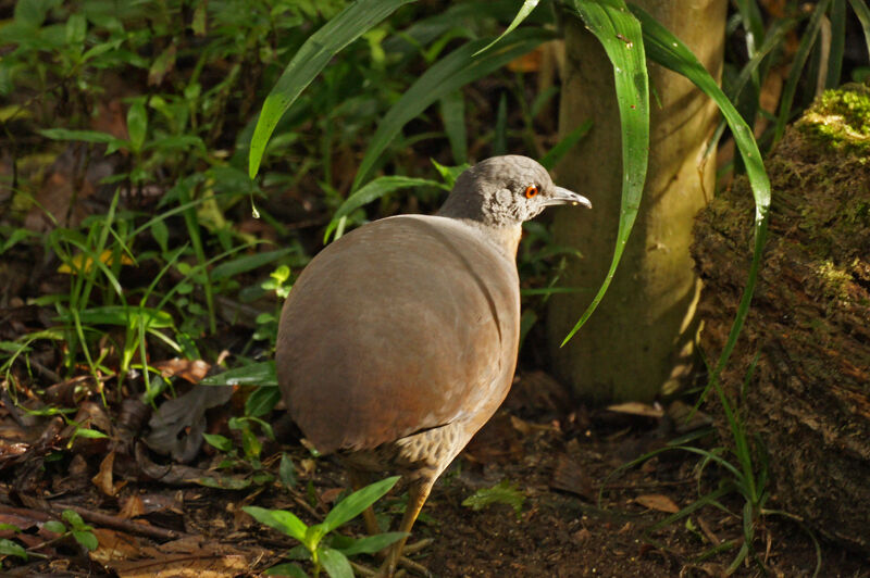 Tinamou brun