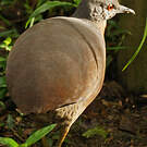 Tinamou brun