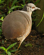 Brown Tinamou