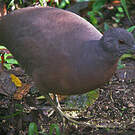 Tinamou brun