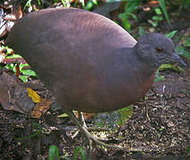 Brown Tinamou