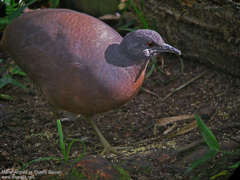 Tinamou brunadulte