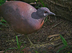 Tinamou brun