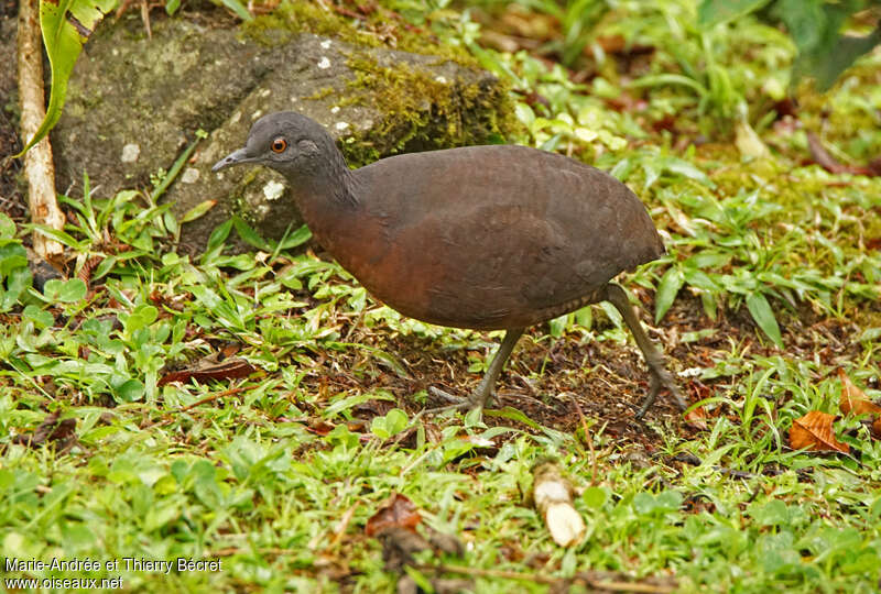 Brown Tinamouadult, identification