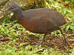 Brown Tinamou