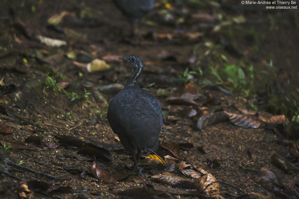 Grey Tinamou