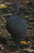 Grey Tinamou