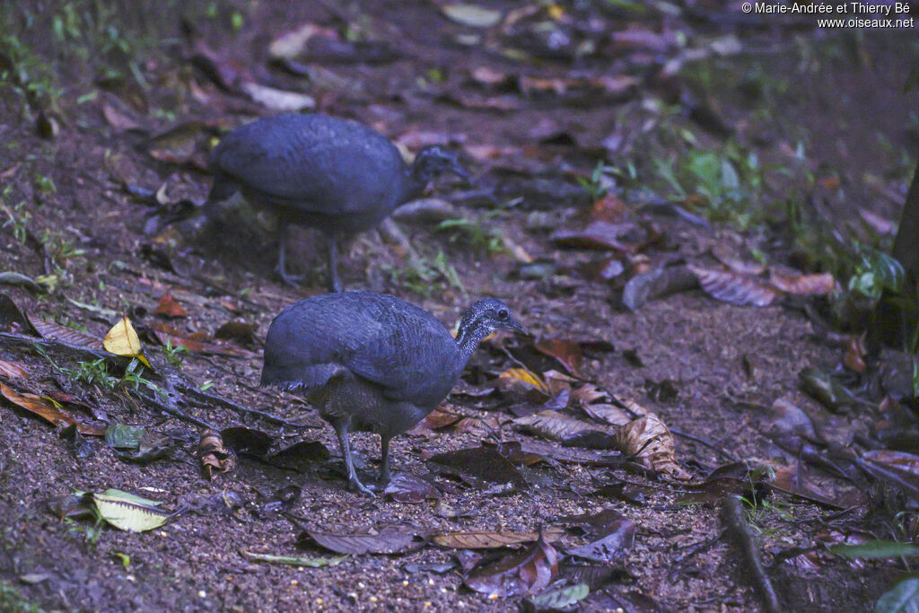 Grey Tinamou