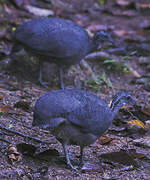 Grey Tinamou