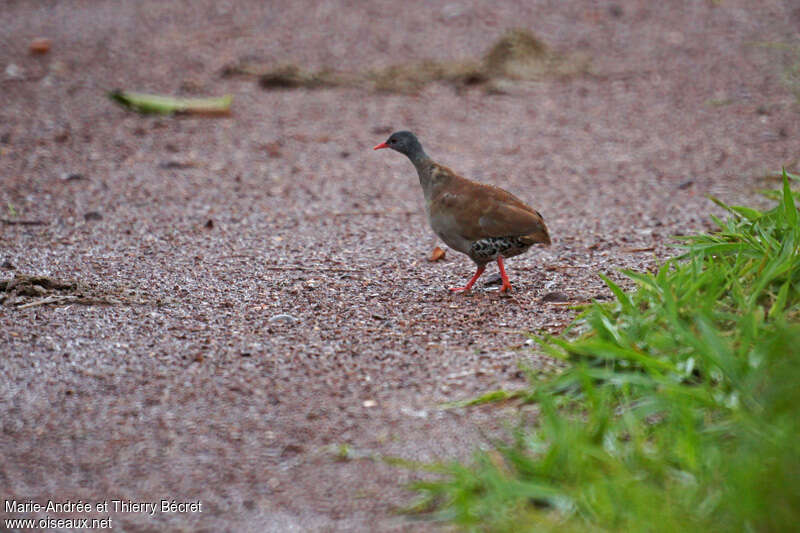 Tinamou tataupaadulte, identification