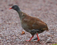 Tataupa Tinamou
