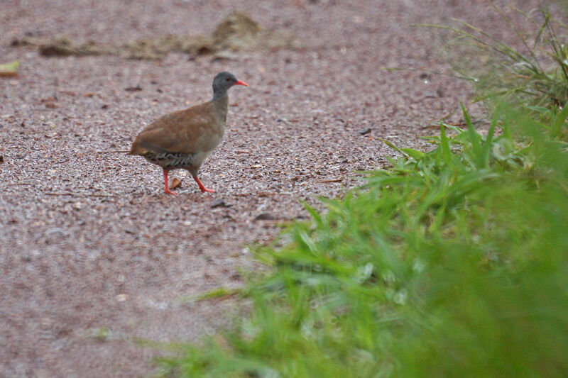 Tataupa Tinamou