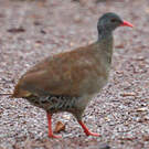 Tinamou tataupa