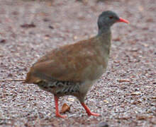 Tataupa Tinamou