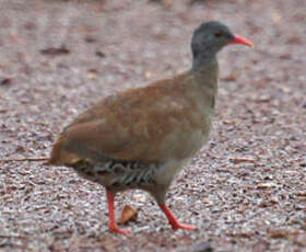 Tinamou tataupa