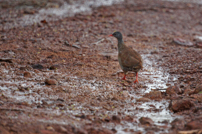 Tinamou tataupa