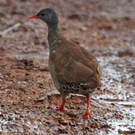 Tinamou tataupa