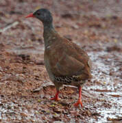 Tataupa Tinamou