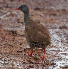 Tinamou tataupa