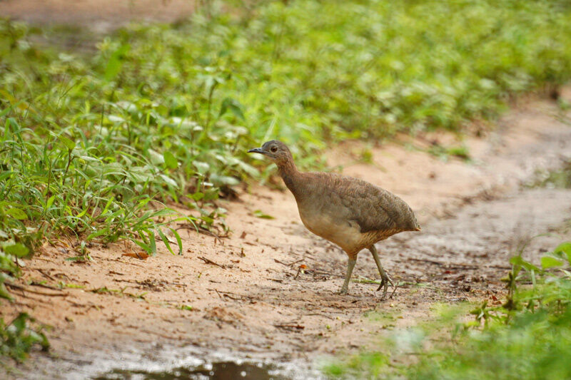 Undulated Tinamou