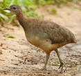 Tinamou vermiculé