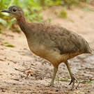 Tinamou vermiculé