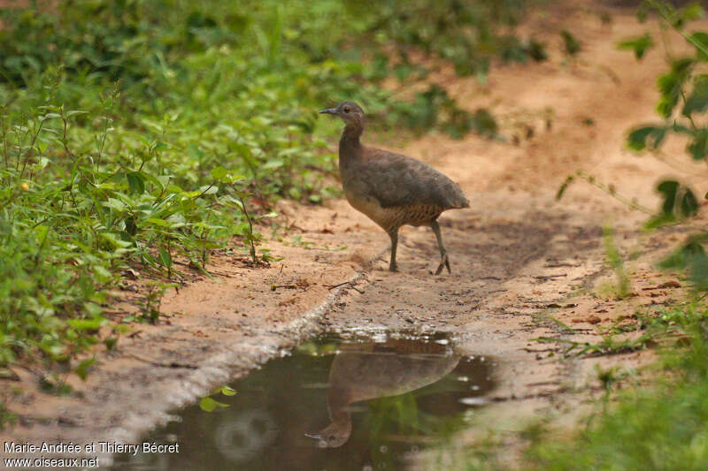 Tinamou vermiculé, identification