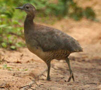 Undulated Tinamou