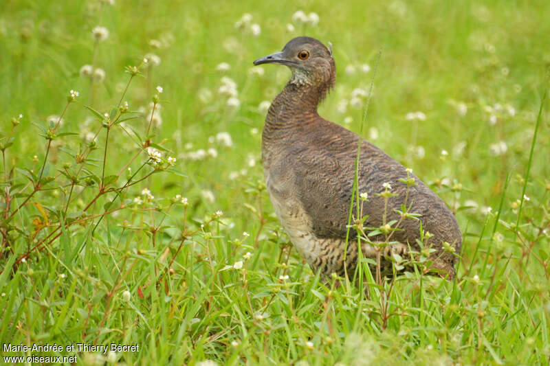 Tinamou vermiculéadulte, identification