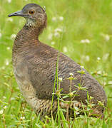 Tinamou vermiculé