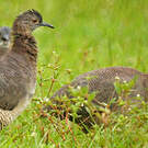 Tinamou vermiculé