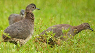 Undulated Tinamou