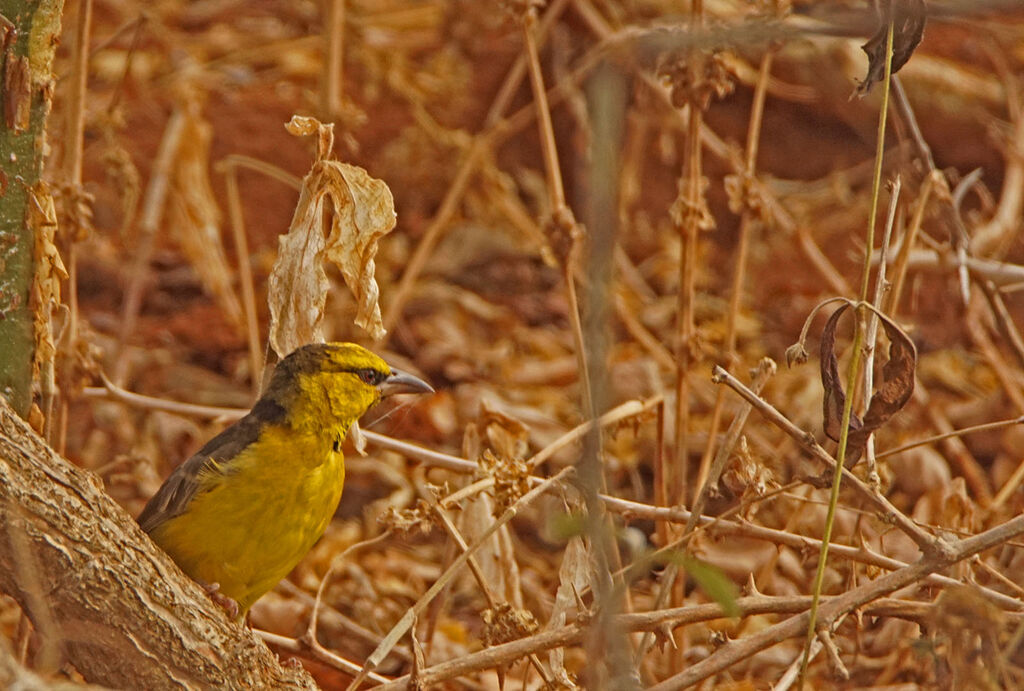 Tisserin à cou noir