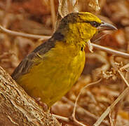 Black-necked Weaver