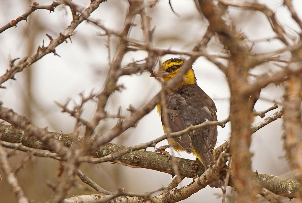 Black-necked Weaver