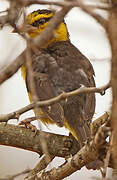 Black-necked Weaver