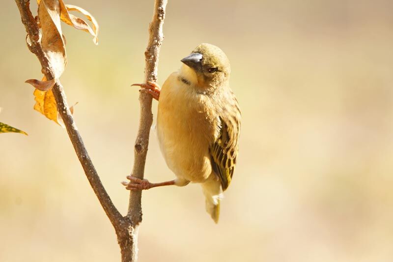 Northern Brown-throated Weaver