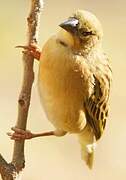 Northern Brown-throated Weaver