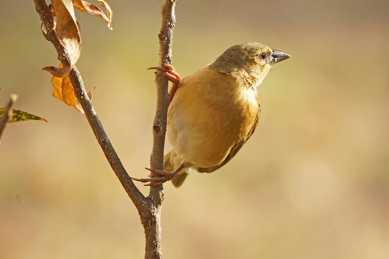 Northern Brown-throated Weaver