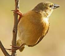 Northern Brown-throated Weaver