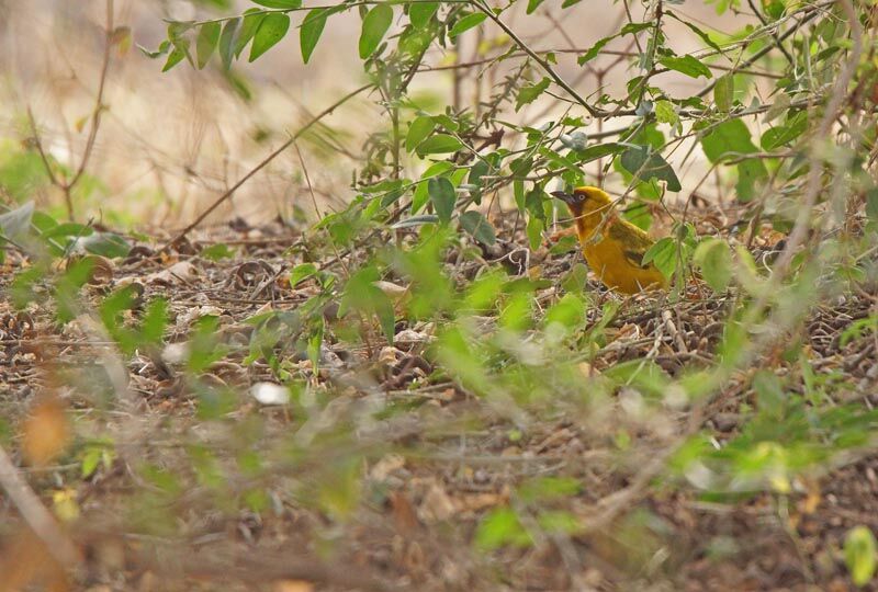 Northern Brown-throated Weaver